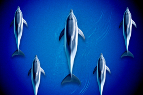 DOGE Rallisi: Bu Coin Durmak Bilmiyor!