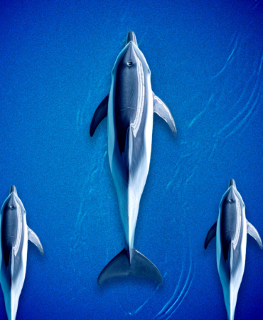 DOGE Rallisi: Bu Coin Durmak Bilmiyor!