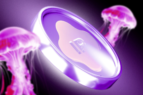 Story Protocol (IP), Tüm Zamanların En Yüksek Seviyesinden Sonra Gücünü Koruyor