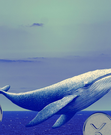 XRP Direnci Zorlarken Balina Transferleri Kısa Vadeli Endişeleri Artırıyor