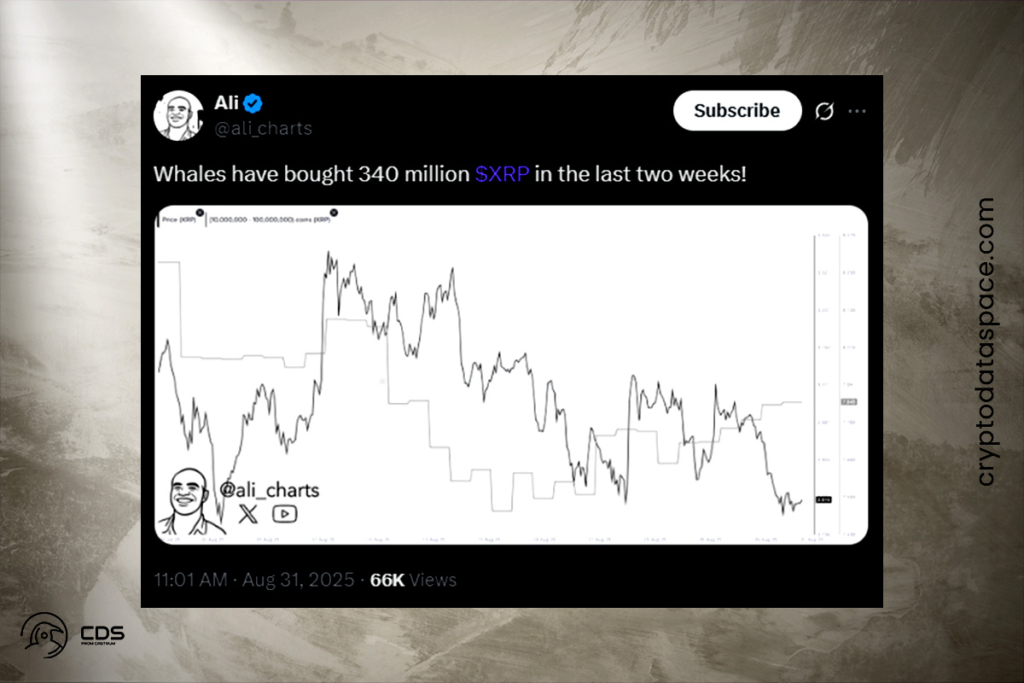 XRP Balina Aktivitesi Rekor Seviyelere Ulaştı