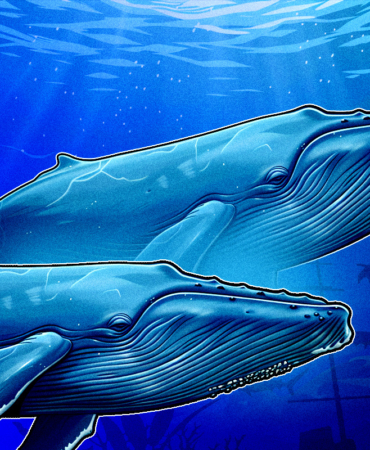 Kripto Piyasasında Balinaların Haftasonu Stratejileri Nelerdi?